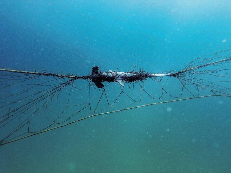 Threatened species account for 22 per cent of animals caught in NSW shark nets. (PR HANDOUT IMAGE PHOTO)
