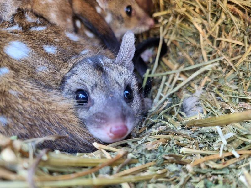 Captive-bred western quolls have been released in South Australia to start a wild population. (PR HANDOUT IMAGE PHOTO)