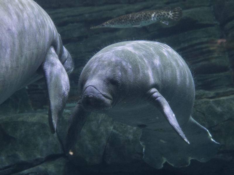 Harassment of manatees is a US offence punishable by a fine an/or up to a year in prison.