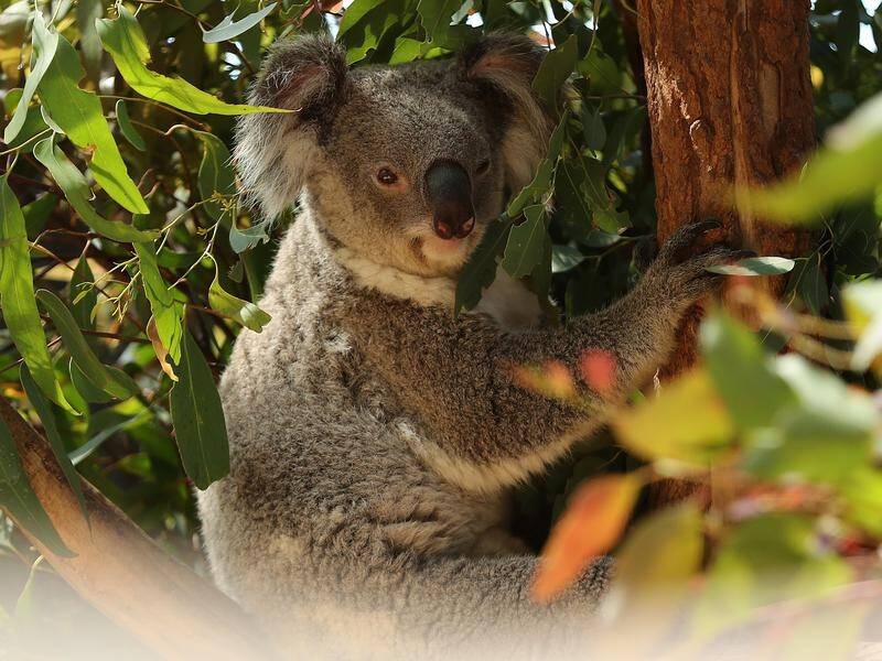 The Greens want new laws to stop koala habitat being cleared for development and agriculture. (Jeremy Ng/AAP PHOTOS)