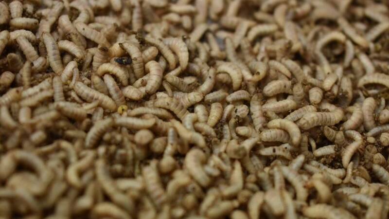 Insects are on the menu as the global population grows, a UNSW professor says. Picture file