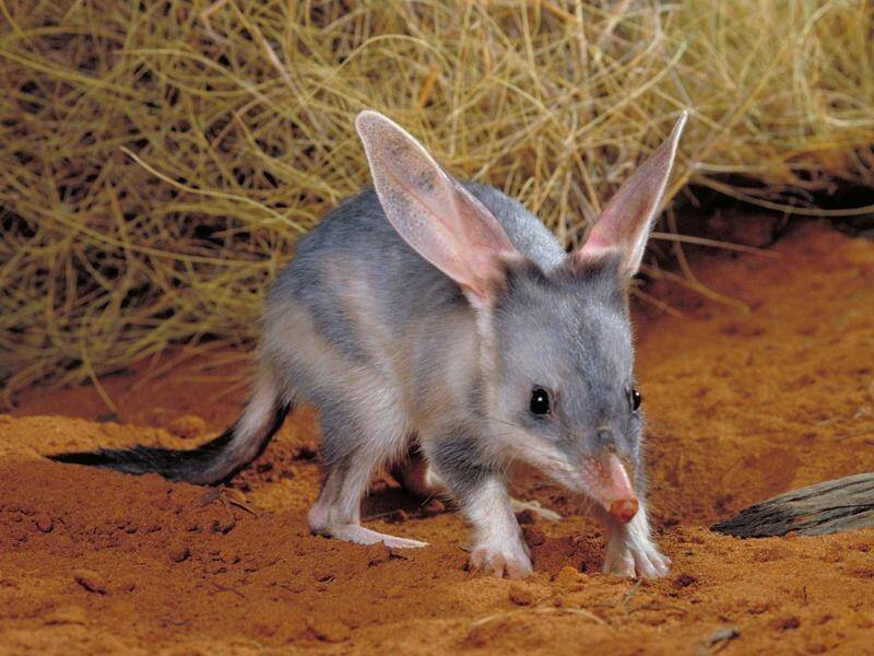 Bilbies in a South Australian reserve have been implanted with a poison which kills predators.