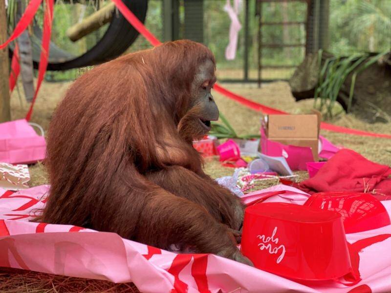Legal "person" Sandra the orangutan has celebrated her 34th birthday with new friend, Jethro.