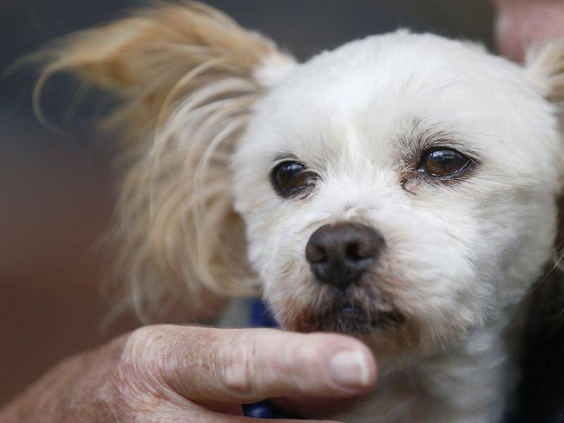 A state taskforce wants to minimise using euthanasia for animals with treatable health conditions.