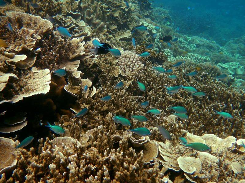 Australia has been trying to prevent the reef from being listed as a World Heritage site in danger. (Dean Lewins/AAP PHOTOS)