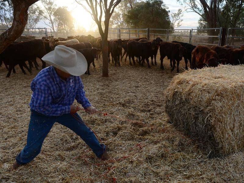 Drought and other climate extremes can impact the mental health of farmers, experts say. (Dan Peled/AAP PHOTOS)