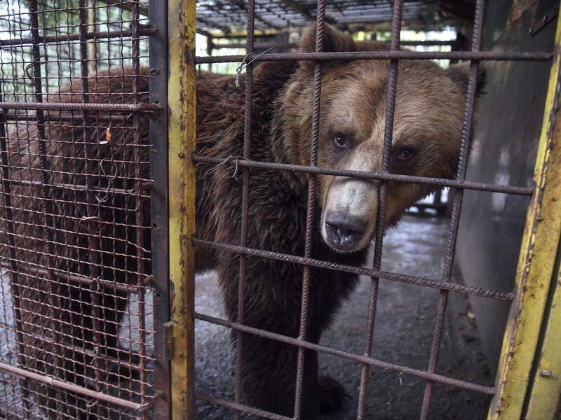 A shows almost 800 seizures of bear body parts and 
