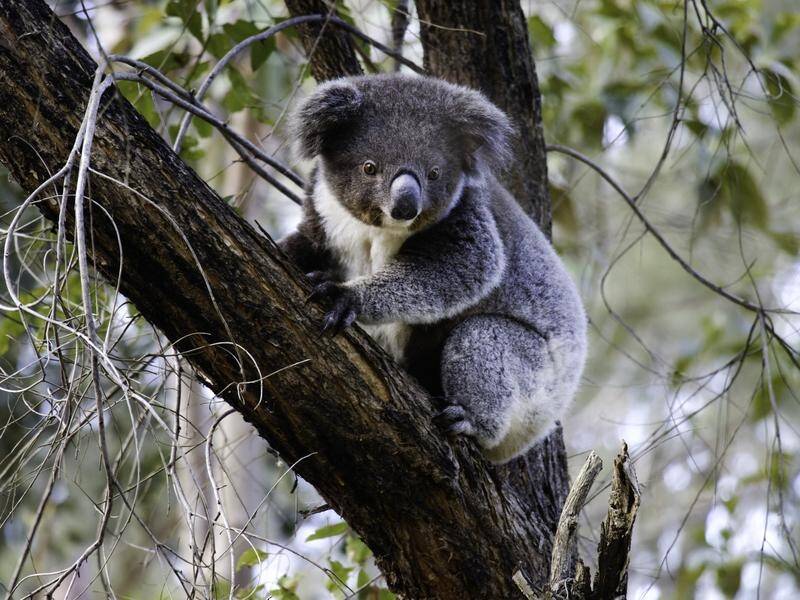 NSW Labor will create a new national park to conserve koala habitat if it wins the next election. (PR HANDOUT IMAGE PHOTO)