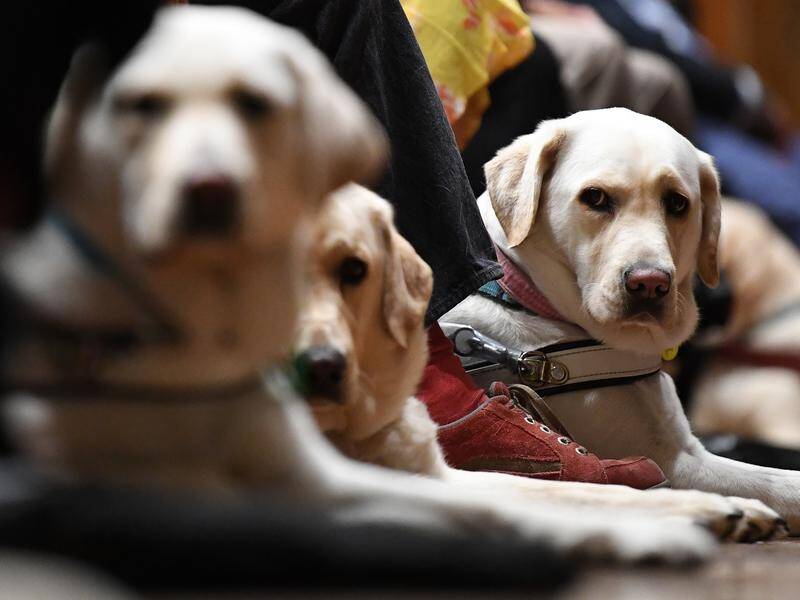 Six vans used by Guide Dogs Victoria to transport puppies have been stolen.
