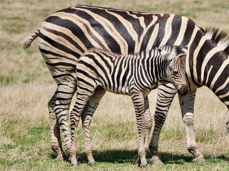 The new zebra foal at Werribee Open Range Zoo has been named Zintanlu meaning 'fifth' in Xhosa.