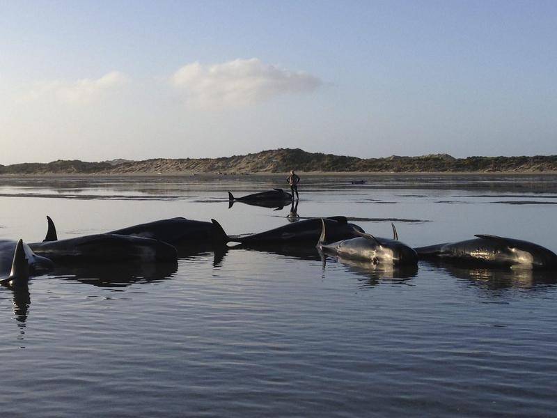 Farewell Spit on New Zealand's South Island has been the site of previous mass whale strandings.