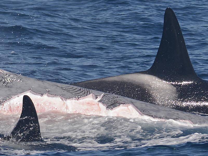 Orcas seen killing world's biggest animal | The Canberra Times | Canberra,  ACT