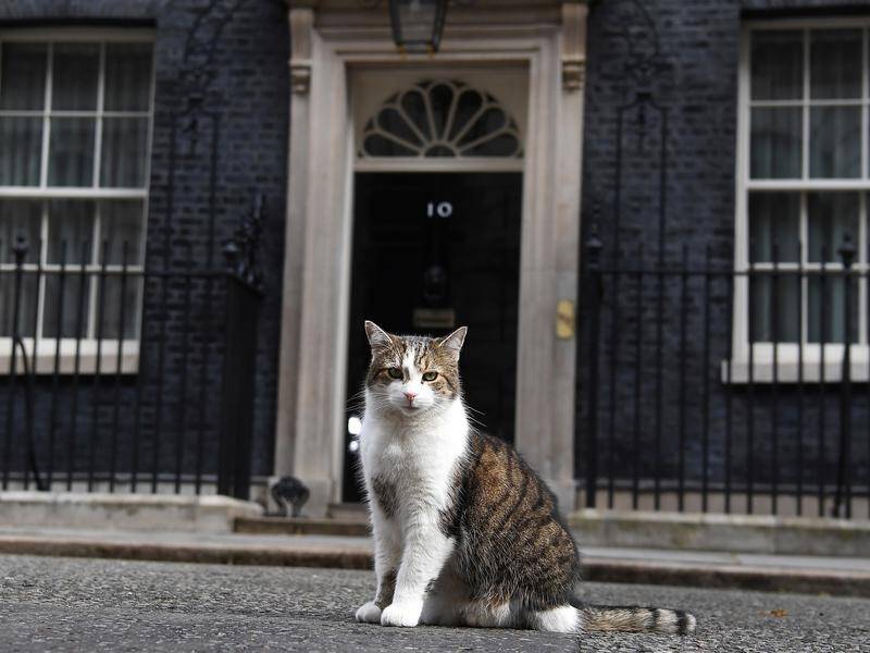 Larry the Downing Street cat has been the UK's chief mouser for 10 years now.