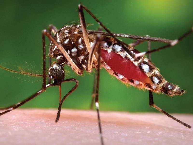 Dengue mosquitoes were found during routine exotic mosquito surveillance in Tennant Creek.