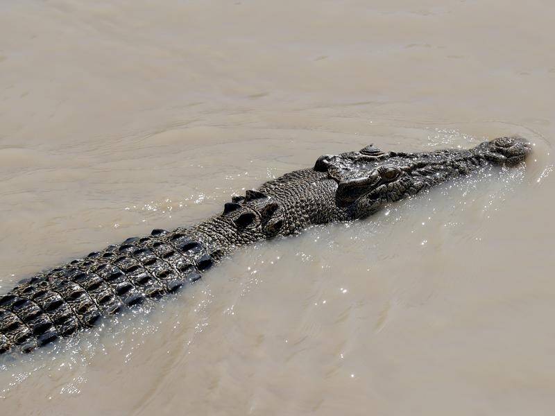A 3m crocodile dragged a British teenager into the water during a rafting trip in Zambia.
