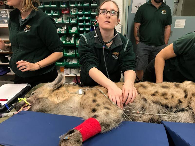 Perth Zoo's oldest hyena has undergone a successful health check.