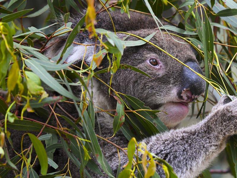 A review of a NSW biodiversity scheme has found it is poorly designed and fails to protect species. (Lukas Coch/AAP PHOTOS)