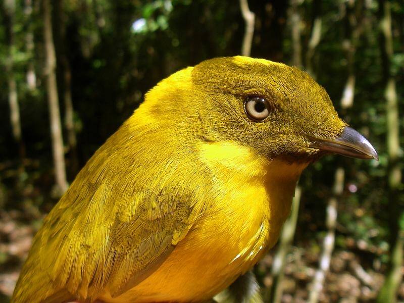 Eleven bird species are endemic to the Australian Wet Tropics including the golden bowerbird.