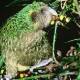 The kakapo are held and bred in predator-free environments around New Zealand. (AP PHOTO)