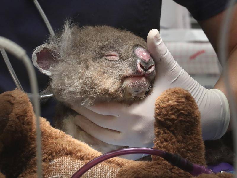 Public donations have funded a new facility in Melbourne that will care for injured or burnt koalas. (David Crosling/AAP PHOTOS)