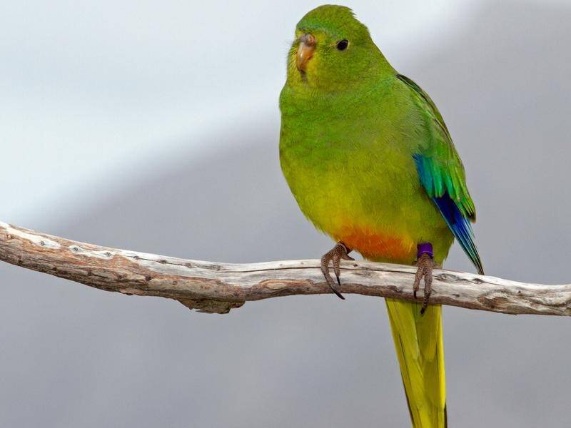 The ATLAS technology will pinpoint the location of the released parrots every eight seconds . (PR HANDOUT IMAGE PHOTO)