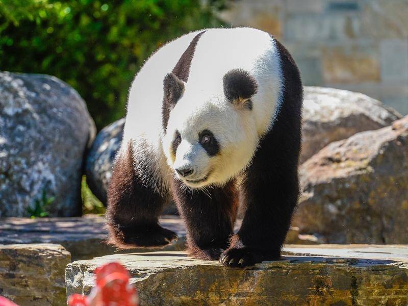 Adelaide Zoo's panda exhibit, home to giant female Fu Ni, will close for the panda breeding season. (Roy Vandervegt/AAP PHOTOS)