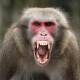 A person who stole coins from a monkey enclosure moat in Tasmania may be infected with Herpes B. (EPA PHOTO)