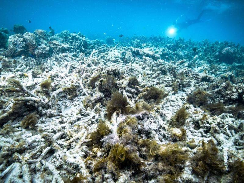 The Great Barrier Reef won't survive if emissions continue at their current pace, a new report says.