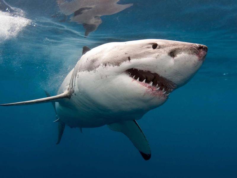 Scientists say shark and ray numbers have plummeted more than 70 per cent in 50 years.