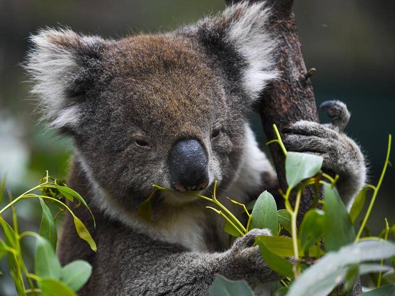 WWF Australia says there is an urgent need to protect existing koala habitat.