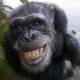 Scientists have long known that chimpanzees use various vocalisations in the wild.