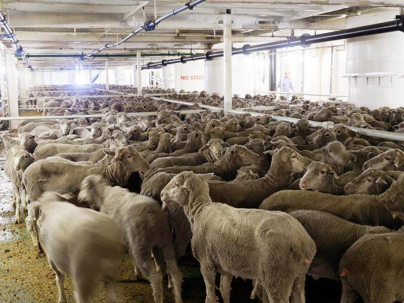 Live export animal death figures revealed | The Canberra Times | Canberra,  ACT