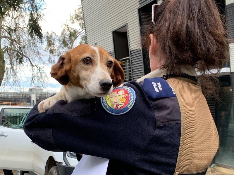 One of 55 dogs surrendered to the RSPCA in Melbourne by an owner who could no longer care for them.