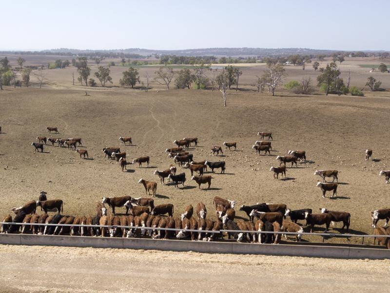 The Buy from the Bush campaign has helped businesses in areas battling to survive drought.