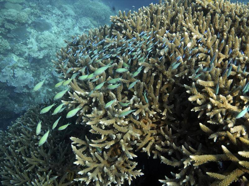 The new technology enables tens of millions of new corals to be produced year-round. (AP PHOTO)