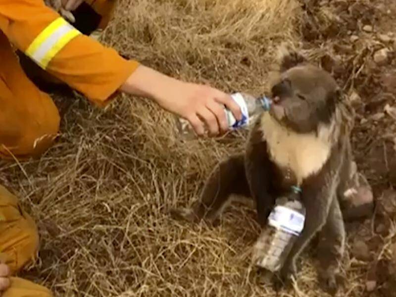 It is estimated that millions of animals have died in bushfires around Australia this season.