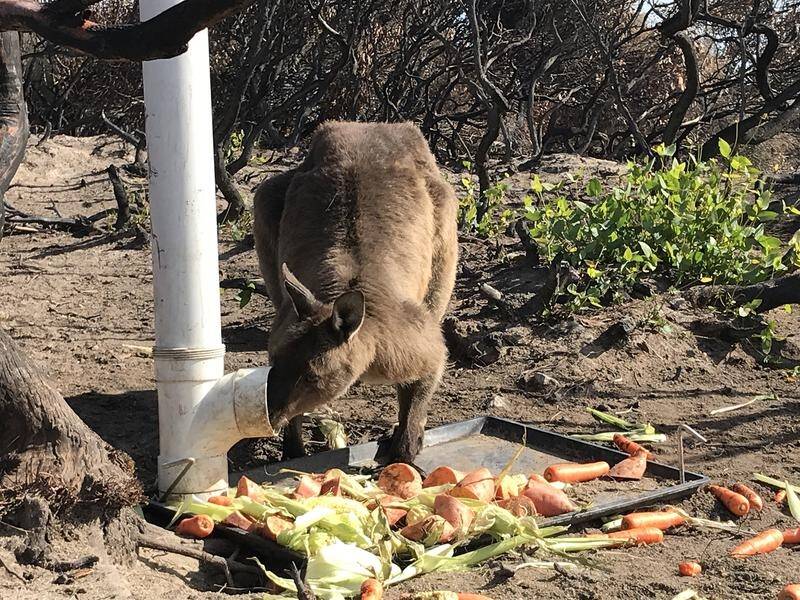 The RSPCA have been provinging food for native animals on Kangaroo Island.