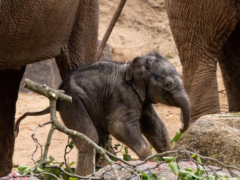 Baby elephant walks out at Melbourne Zoo | The Canberra Times | Canberra,  ACT