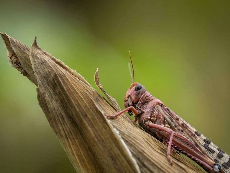The threat from the locusts "remains extremely alarming" in the Horn of Africa, the UN says.