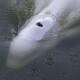 Veterinarians had feared the underweight beluga whale would not survive despite the rescue efforts. (AP PHOTO)