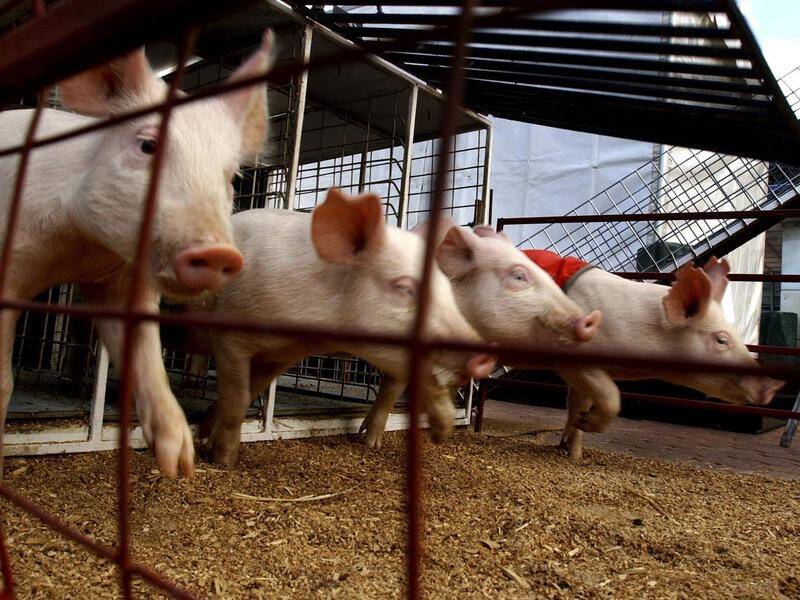 Pigs kept by hobby farmers may pose the greatest risk to Australia's biosecurity, experts warn. (Mick Tsikas/AAP PHOTOS)