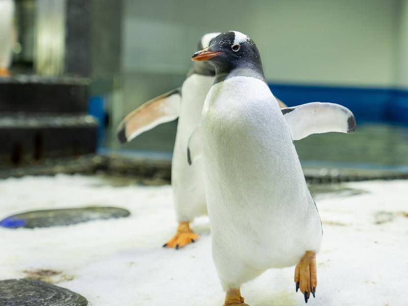 A dozen penguins are being introduced to potential new mates at the Sea Life Sydney Aquarium.