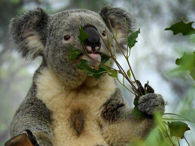 Conservation groups say the federal plan for east coast koalas will not save the species.