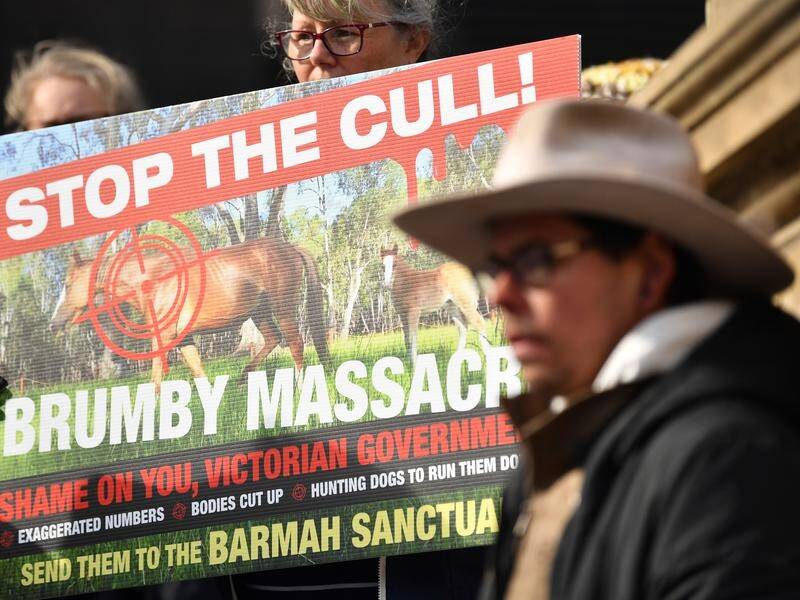 Parks Victoria has defended brumby culls as it faces new legal action over the policy. (Joel Carrett/AAP PHOTOS)