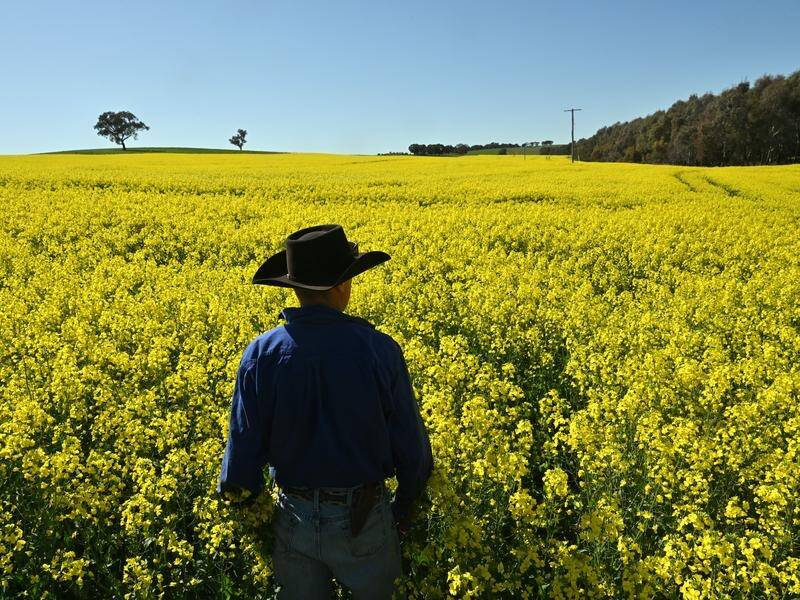 Forecast drier conditions are expected to take a toll on farming crops. (Mick Tsikas/AAP PHOTOS)
