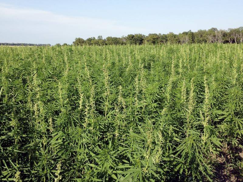 An industrial hemp processing plant could be on the cards for WA after state government support.