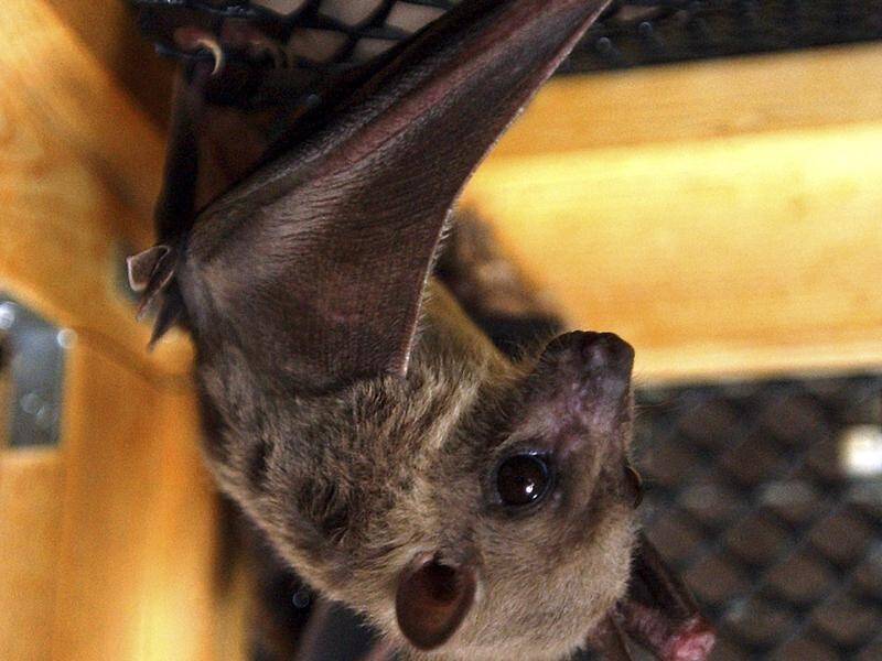 Marburg is passed on to people from fruit bats and is from the same virus family as Ebola. (AP PHOTO)
