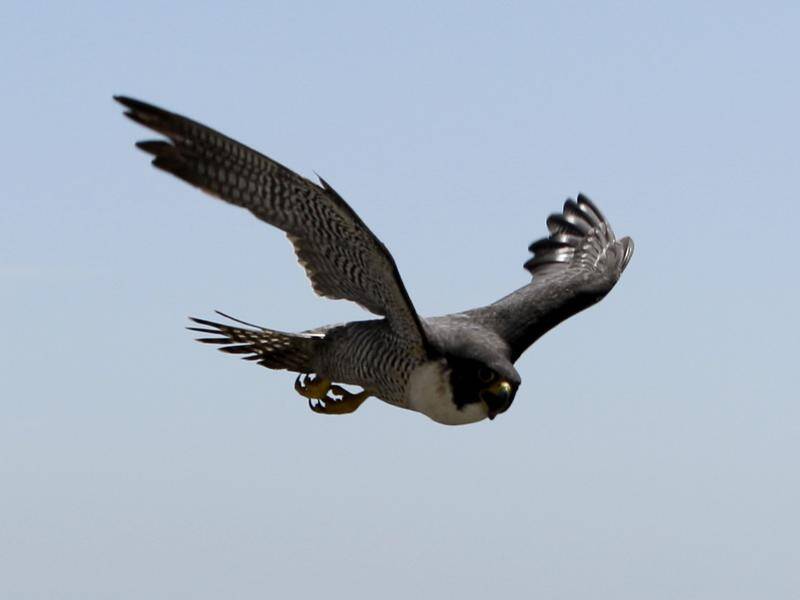 Technology is being developed to attack rogue drones just like a peregrine falcon hunts its prey.