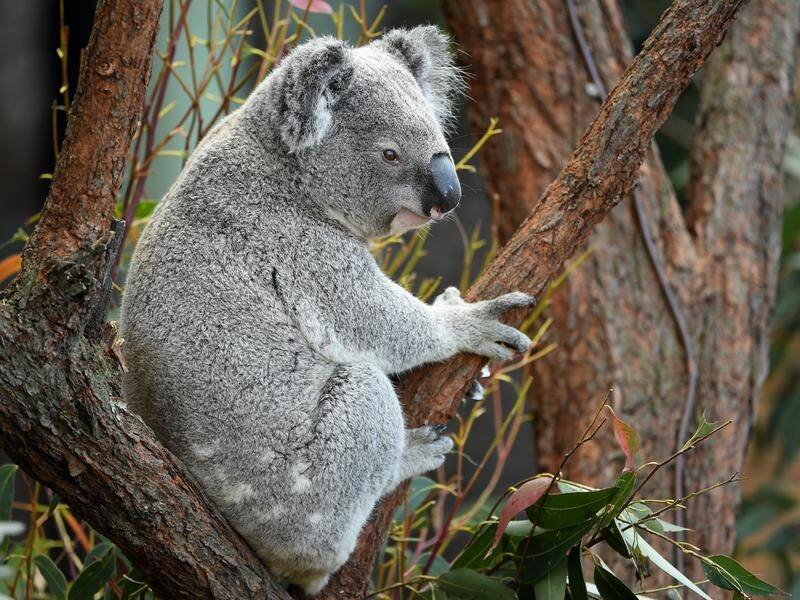 The federal government needs to stop approving destruction of koala habitats, conservationists say.