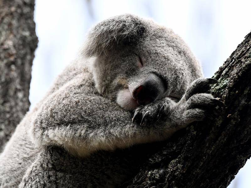 Koala poo found in a recently planted NSW wildlife corridor is offering hope for the marsupial. (Dan Himbrechts/AAP PHOTOS)